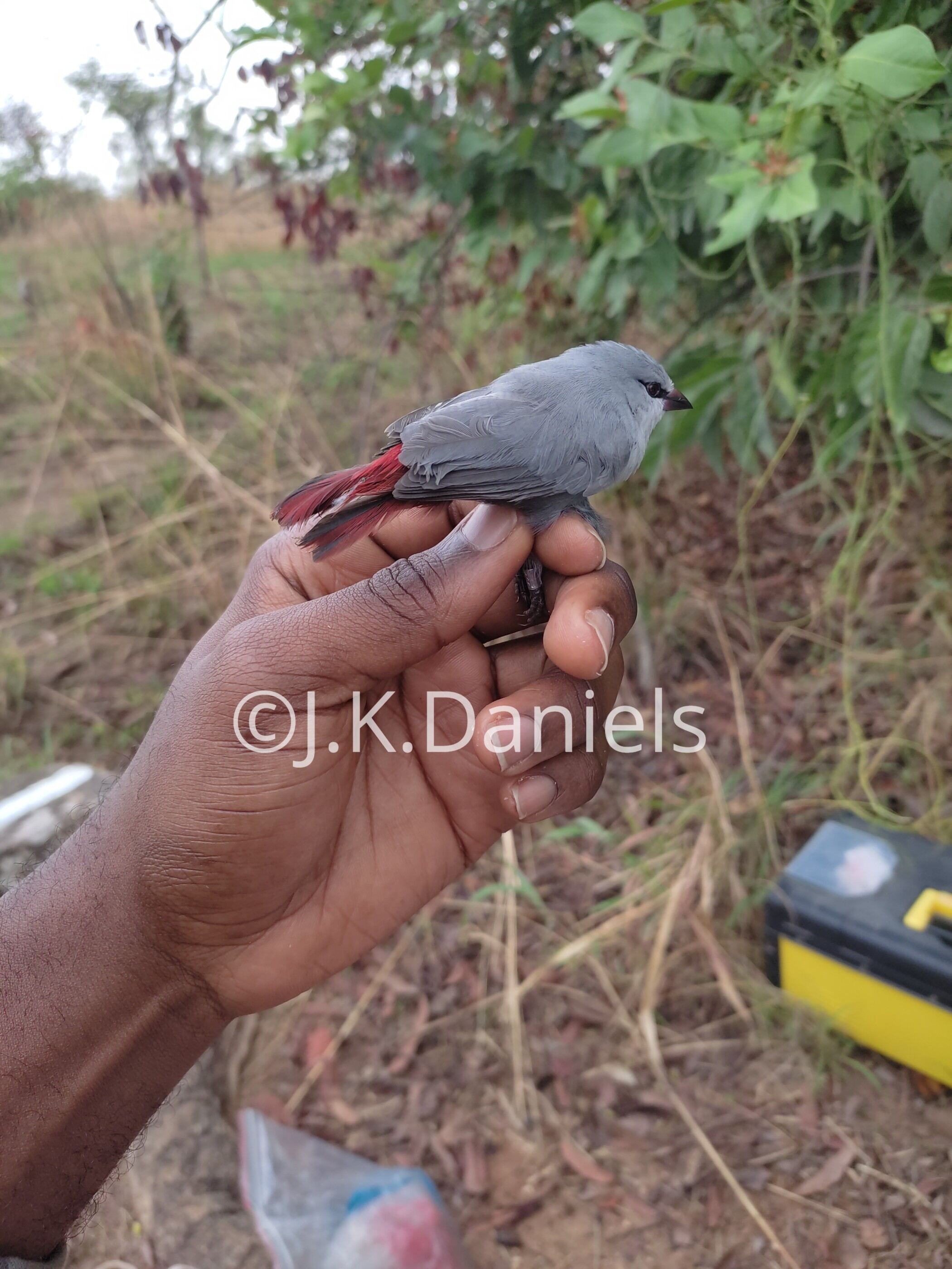Lavender Waxbill